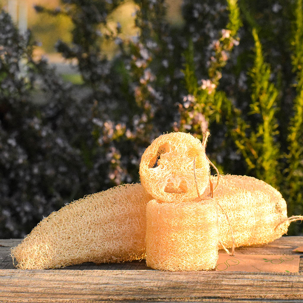 Esponja vegetal - Luffa